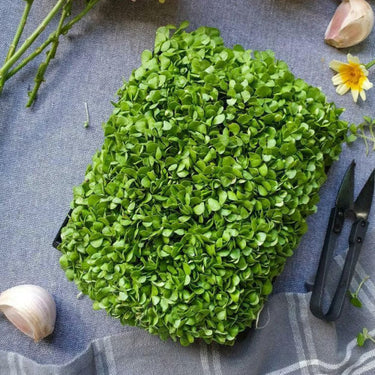 Italian Basil Microgreens